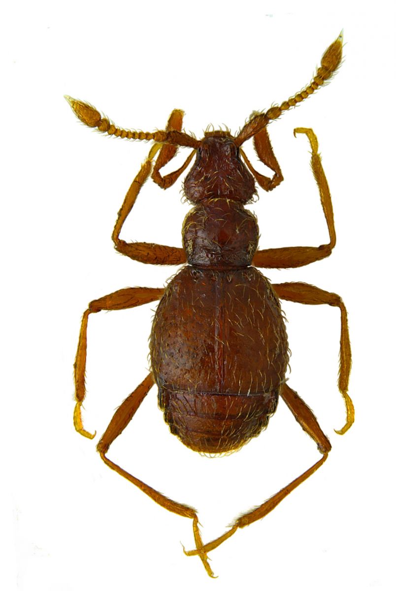 Tychobythinus inopinatus 