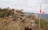 Isola Lachea, traslocazione Dianthus